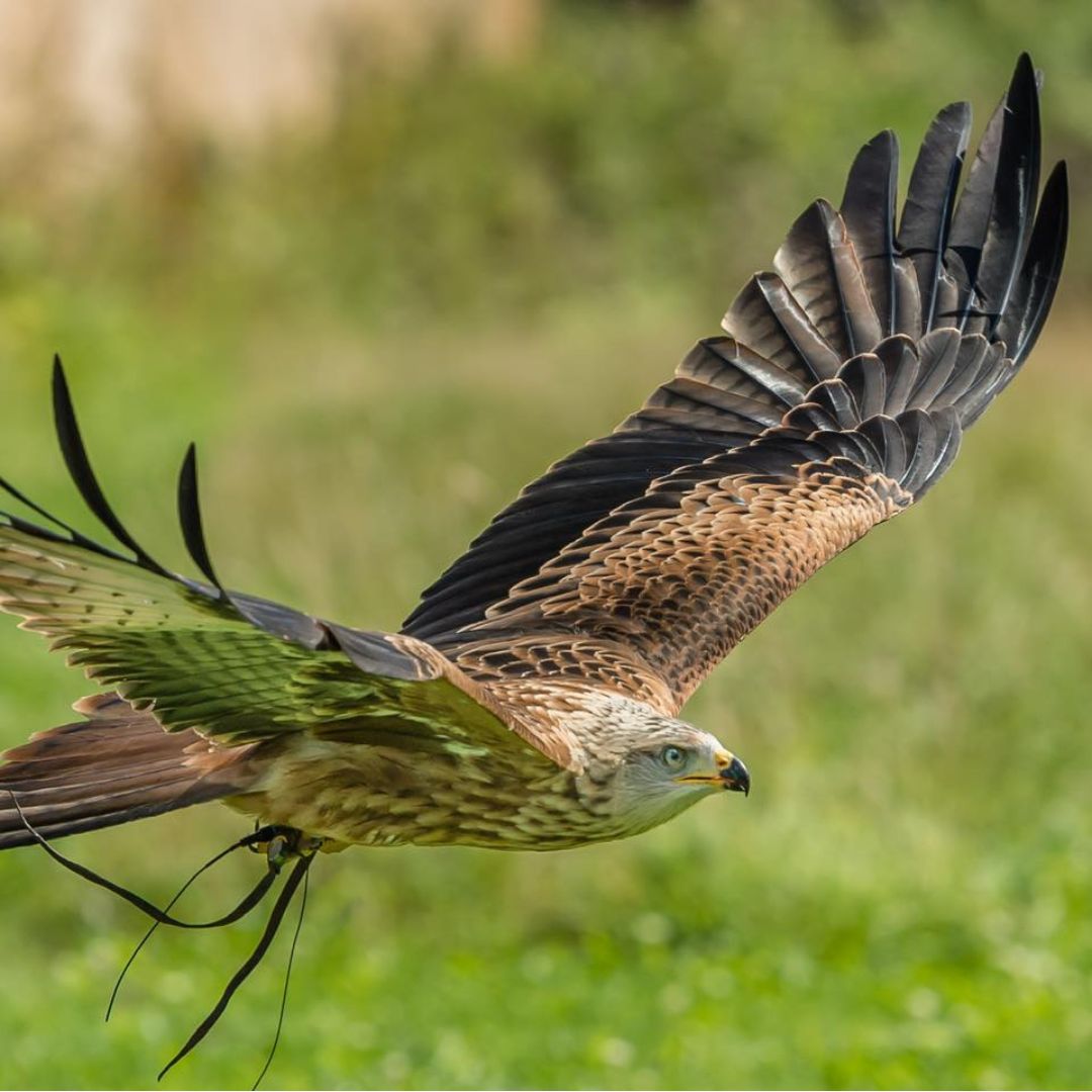Lydiard Park Birds of Prey - Lydiard Park